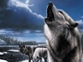 Steppenwolf 8 Spiel